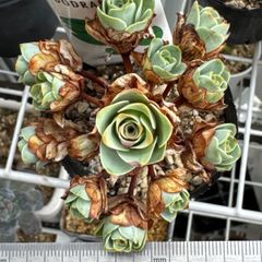 斑入り小型キリンソウ　2ポット　※ゆうパケットプラス発送 斑入り小型キリンソウ 2ポット ※ゆうパケットプラス発送 らくらく算数2