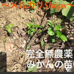 完全無農薬 みかんの苗 抜き苗 1本