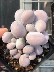 多肉植物　ぷくぷく系　生クリームチーズ　葉挿し　 10点