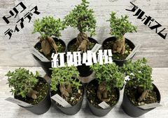 トリコディアデマ　ブルボスム　紅姫小松　塊根　メセン　盆栽　抜き苗