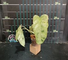 フィロデンドロン パライソヴェルデPhilodendron paraiso verde