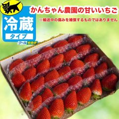 愛媛県産新鮮朝採りいちご
