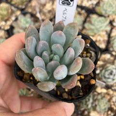 ベルブルー　抜き苗　多肉植物　モフ多肉