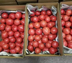 新鮮 青 トマト 茨城県より産地直送 NKKアグリドリーム スーパーフルーツトマト