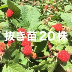 25年苗】ラズベリー 苗 キャンビー キャンバイ Canby - メルカリ