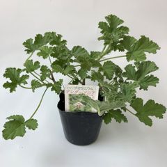 ハーブゼラニウム　アンダーソニア　3.5号　自家栽培　希少品種　観葉植物　蚊連草