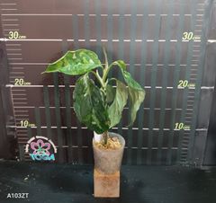 アグラオネマ 　ピクタム　トリカラー Aglaonema pictum tricolor
