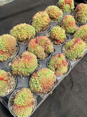 抜き苗 キャロル綴 MY21×18株 ふっくら 多肉植物 エケベリア サボテン 韓国苗 新入荷