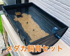 【接着剤無し】めだか飼育ラック　ブラック メルカリ