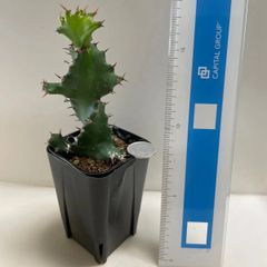 多肉植物　ユーフォルビア　トルテイルス(レア)  抜き苗　根付き