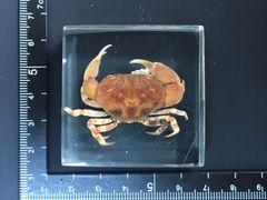 樹脂標本（キバオウギガニ）