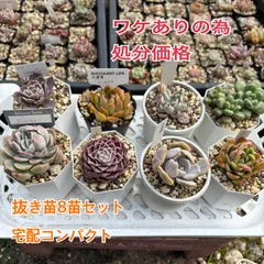 2024年最新】ヘレナ 多肉植物の人気アイテム - メルカリ