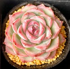 シルエット　韓国苗　エケベリア　多肉植物