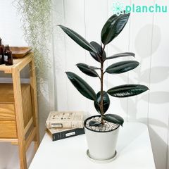PLANCHU 観葉植物 フィカス バーガンディ ストレート 5号鉢 受け皿付き 育て方説明書付き Ficus elastica ‘Burgundy’ インドゴムノキ