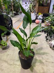 ストレリチア・レギネ　7号　強い　丈夫　観葉植物　お祝い　プレゼント　贈り物　インテリア　グリーン　オーガスタ　南国　トロピカル