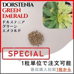【種子】ドルステニア グリーンエメラルド / セット割あり 数量1粒から購入OK