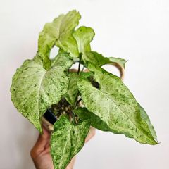 《シンゴニウム フレックルズ アリュージョン》Syngonium Freckles Allusion 観葉植物 斑入り ポット発送