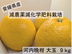 愛媛県産、河内晩柑　9kg　大玉、減農薬、減化学肥料栽培