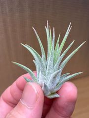 【ネコポス】チランジア イオナンタ ビッグボーイ　Tillandsia ionantha Big Boy　キンクマ農園☆T0120