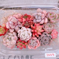 多肉植物 寄せ植え用 miniset♡1233