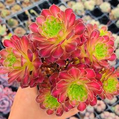 g7Rv2ijwH4i7vLAGnEaodS.jpg@jpg