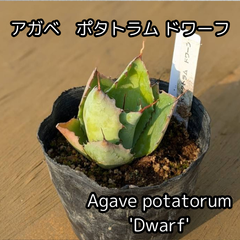 【抜き苗】アガベ　ポタトラム　ドワーフ　Agave potatorum 'Dwarf' 2025-3-23-Apd1