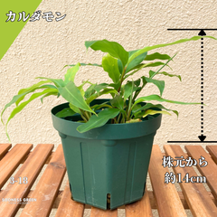 【抜き苗】約14㎝ グリーンカルダモン 観葉植物 3-18