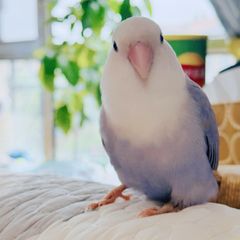 希少・シークレット】Sonny Angel マリンシリーズ ウミガメ 2011年版