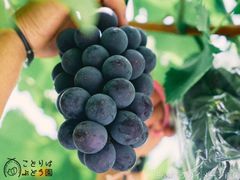 ④*ஐ艶々で光沢がある黒いシャインマスカット*ஐぶどう・苗木【マスカットノワール ⑥*ஐ艶々で光沢がある黒いシャインマスカット*ஐぶどう・苗木
