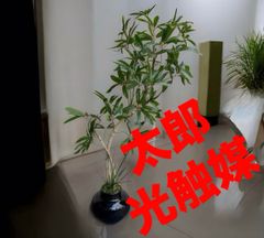 光触媒 人工観葉植物 ウォールグリーン フェイクグリーン シャルダン