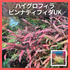 【GROWOW】ハイグロフィラ・ピンナティフィダUK 5株　アクアリウム　水草