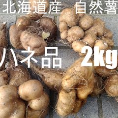 最終出品！　北海道産　無農薬　自然栽培　自然薯　ハネ品　箱込み2kg