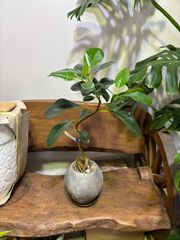 １点限り　フランスゴム　陶器鉢植え　曲がり　根上がり　オシャレ　観葉植物　屋内　インドア　インテリア　グリーン　リビング　カフェ　ショップ