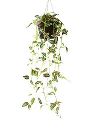 Kugusa フェイクグリーン 人工 観葉植物 造花 インテリア 壁掛け 吊り下げ 吊るし ハンギング バスケット(トラディスカンティアB)