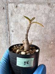 【現品限り】ドルステニア・ギガス 実生【A56】 Dorstenia gigas【植物】塊根植物 夏型 コーデックス