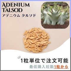 【種子】アデニウム タルソド / セット割あり 数量1粒から購入OK