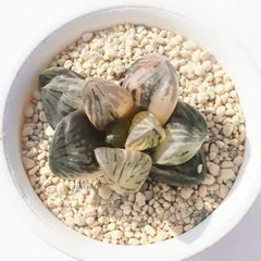 【多肉植物/ハオルチア】大型レツーサ錦 ★白鮫 Yahoo!オークション -「レツーサ錦」の落札相場・落札価格