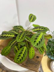マランタ　エリトロネウラ　3.5号　観葉植物　インテリア　グリーン