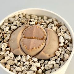 【多肉植物】リトープス・ロウクシー　Lithops rouxii