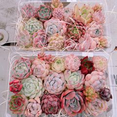 多肉植物 寄せ植えset(大)×2♡C