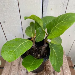 2025年最新】アフリカンプリンスの人気アイテム - メルカリ