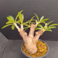 世界有名な パキポディウム・エニグマティクム（Pachypodium