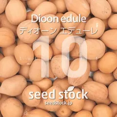 [種子] ディオーン エデューレ 10粒｜SEEDSTOCKのサムネイル