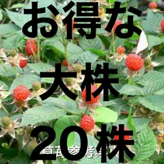 ⭐️木苺の抜き苗(大)20株⭐️草苺 クサイチゴ くさいちご ラズベリー