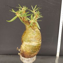 J586【自社養生株】Pachypodium　グラキリス（S）（発根株・現地球・抜き苗）【塊根植物】パキポディウム　グラキリス