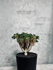 ケラリアピグマエア 発根済み 塊根 植物 コーデックス 大株 多肉