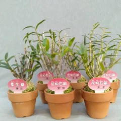 セッコク おまかせ6種セット