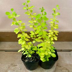 庭木 植木　メギ（バーベリス） ボナンザゴールド　2ポットset