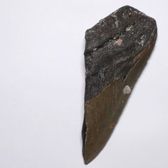 [N2 stone Natural] 天然化石 メガロドン (Carcharocles/Otodus Megalodon) - アメリカ合衆国ノースカロライナ州 - 標本 | (31 | "一点物" 歯: 約72g, 101x46x21mm)