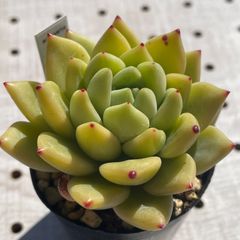 ココシャネル　多肉植物　エケベリア　韓国苗